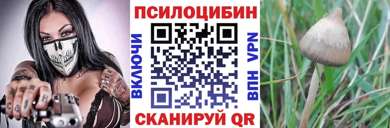 Галлюциногенные грибы Psilocybine cubensis  купить   Благодарный 